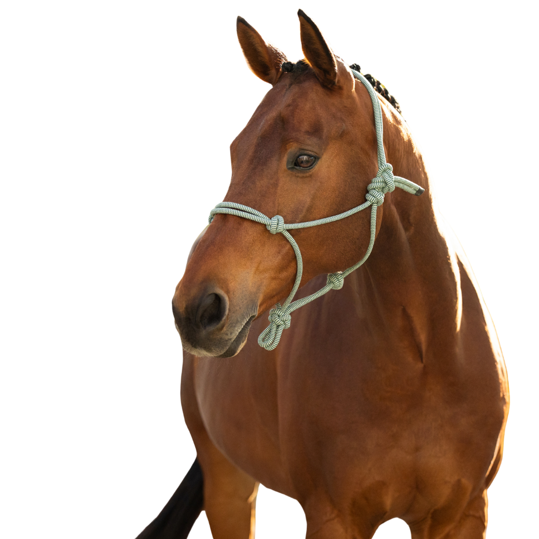 Lemieux Rope Halter