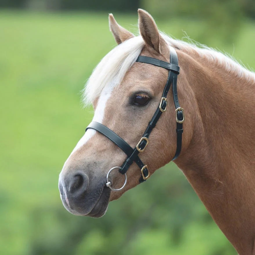 Shires Velociti GARA Plain In-Hand Bridle