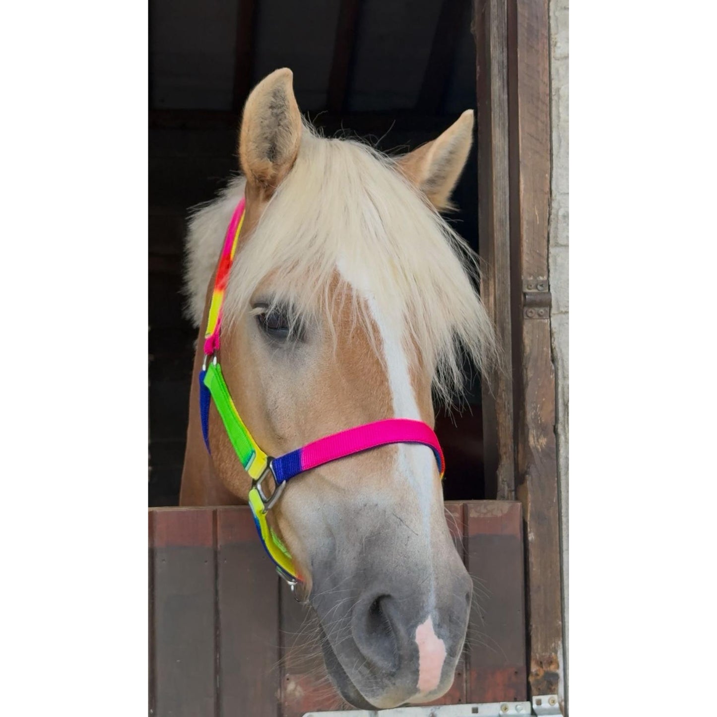Holmestead Rainbow Headcollar