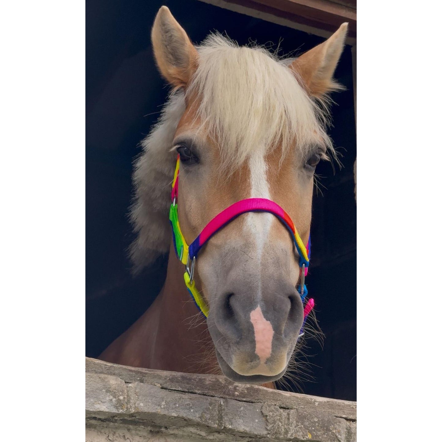 Holmestead Rainbow Headcollar