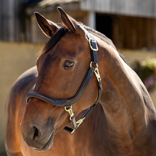 Lemieux Leather Grooming Headcollar