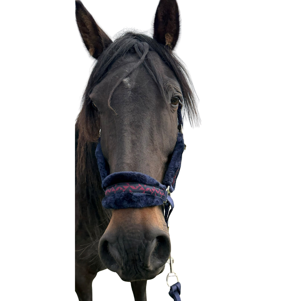 Luxury Headcollar & Leadrope Set