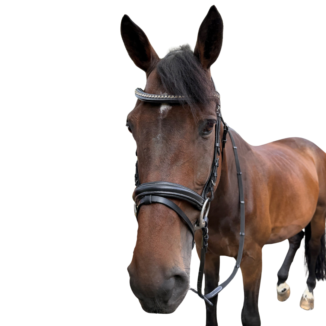Grace Bridle with reins
