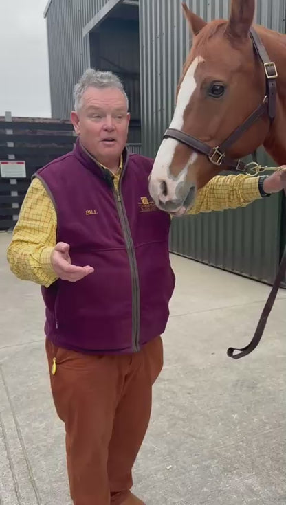 Holmestead Sky Standard Neck Turnout Rug
