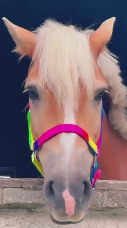 Holmestead Rainbow Headcollar