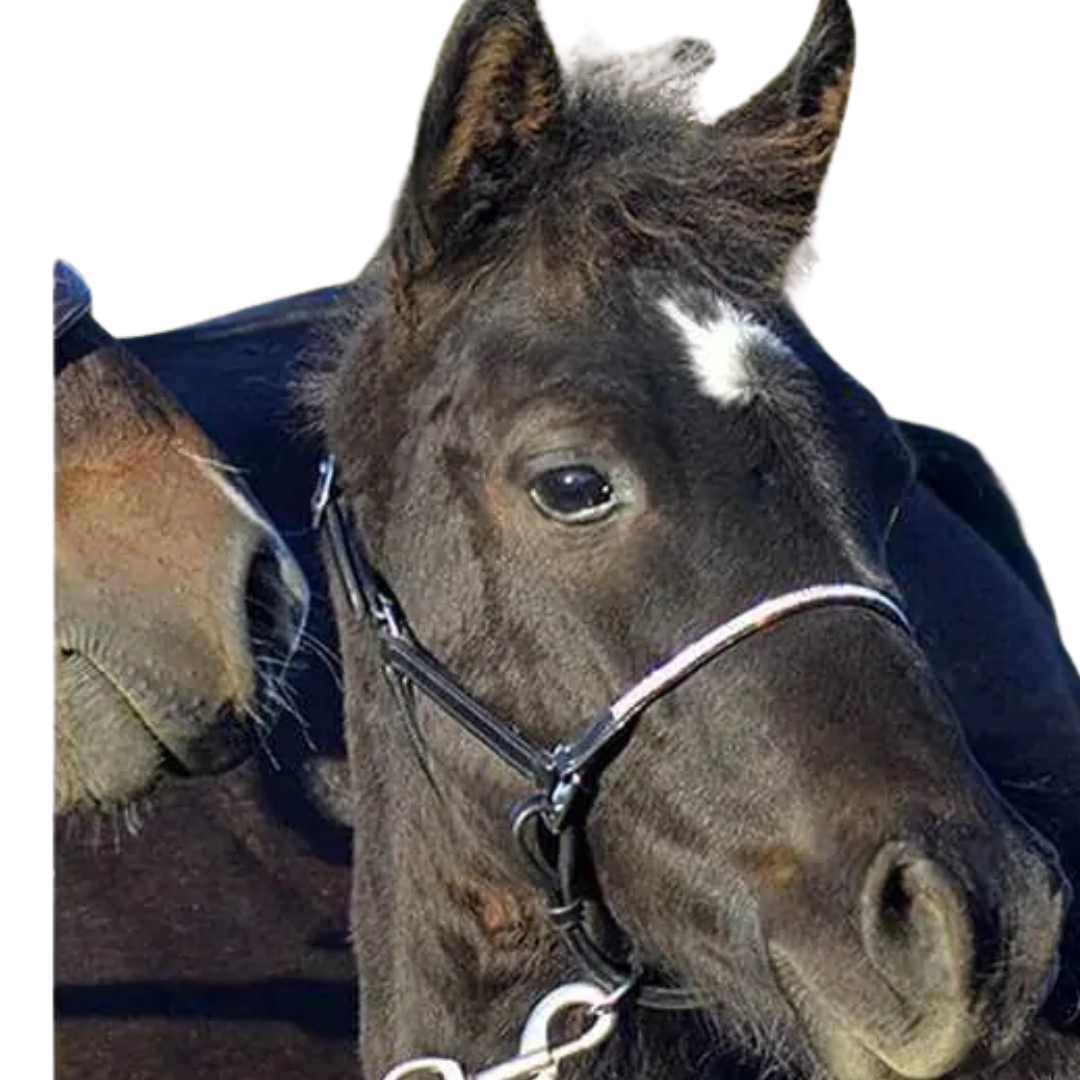 Stationata Dimond Foal Headcollar