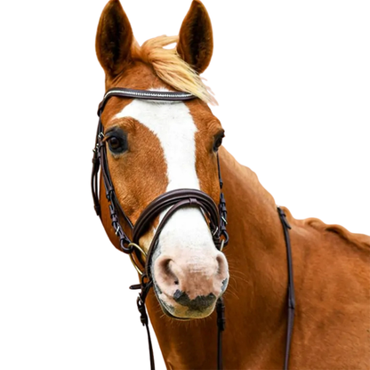 Stationata Glossy Bridle with Reins
