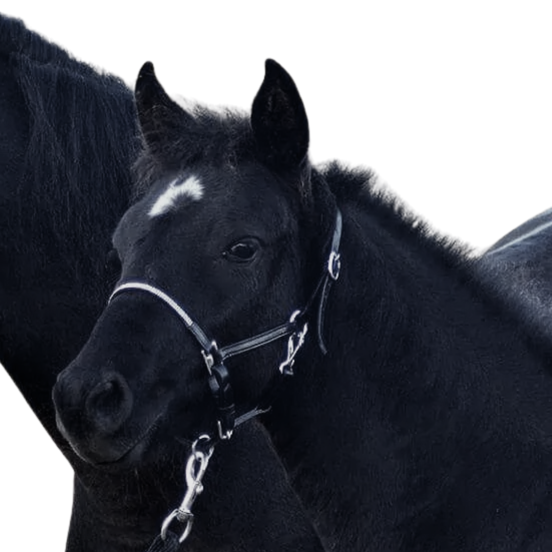 Stationata Dimond Foal Headcollar