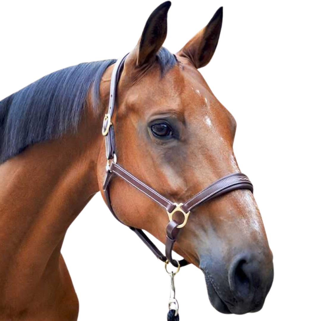 Stationata Fashion Leather Headcollar