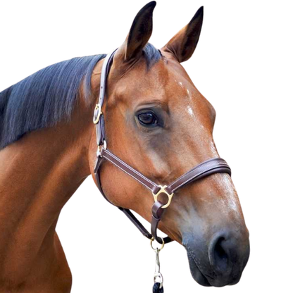 Stationata Fashion Leather Headcollar