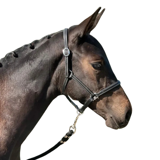 Stationata Foal Headcollar